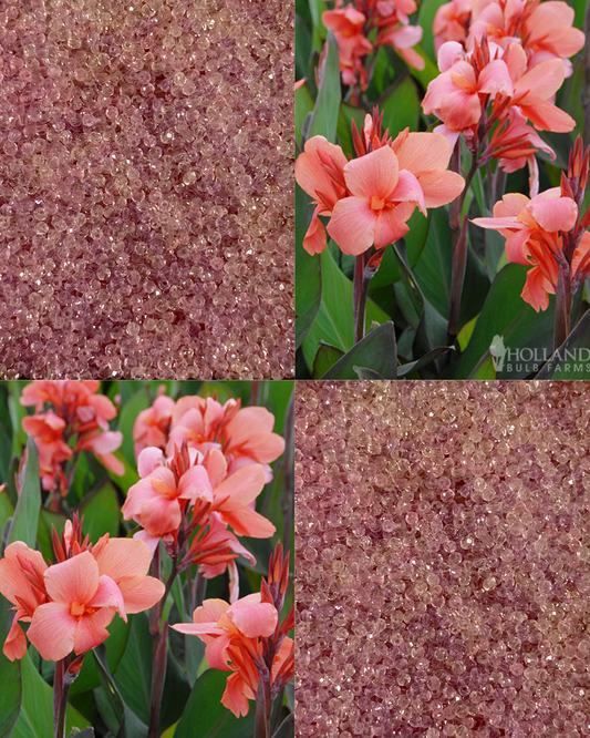Tiny Canna Lily